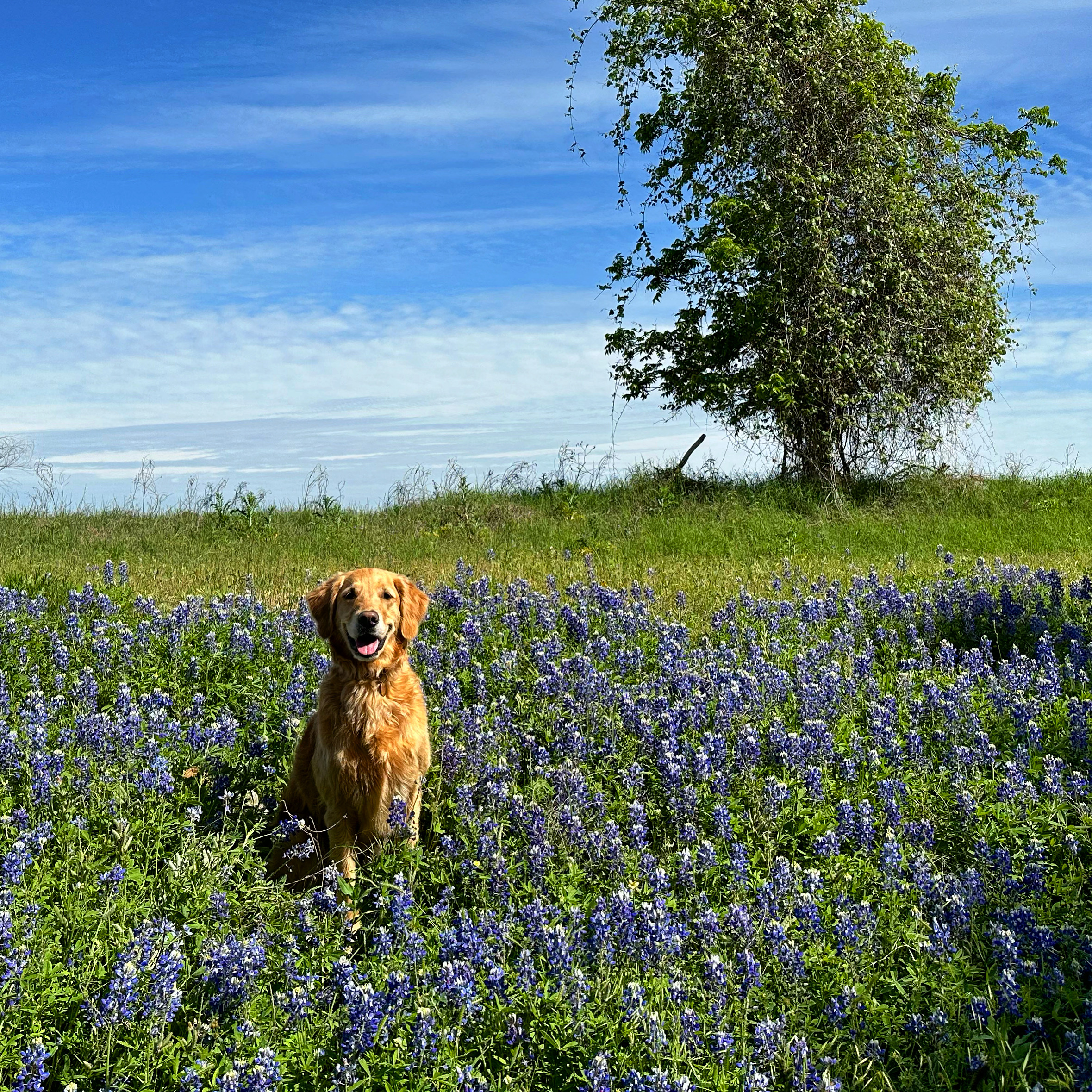 Phil with his golden retriever in East Austin